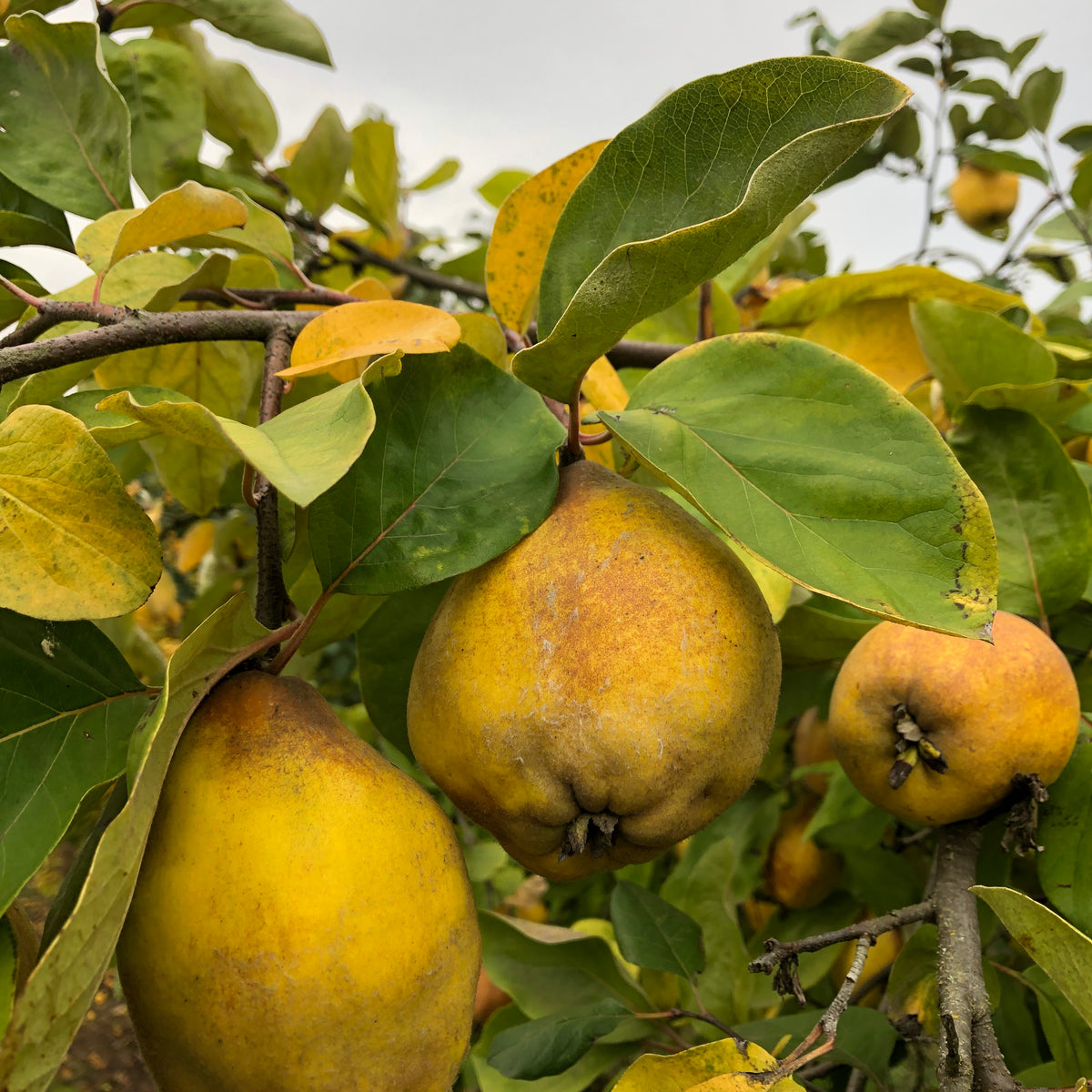 Ravalli Quince (Spring 2027)