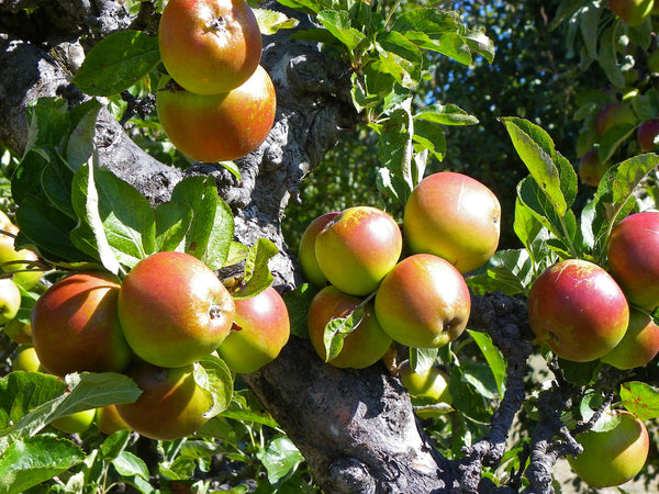 Red Baron Apple (Spring 2027)