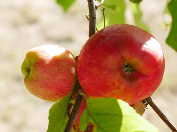 Goodland Apple (Spring 2027)