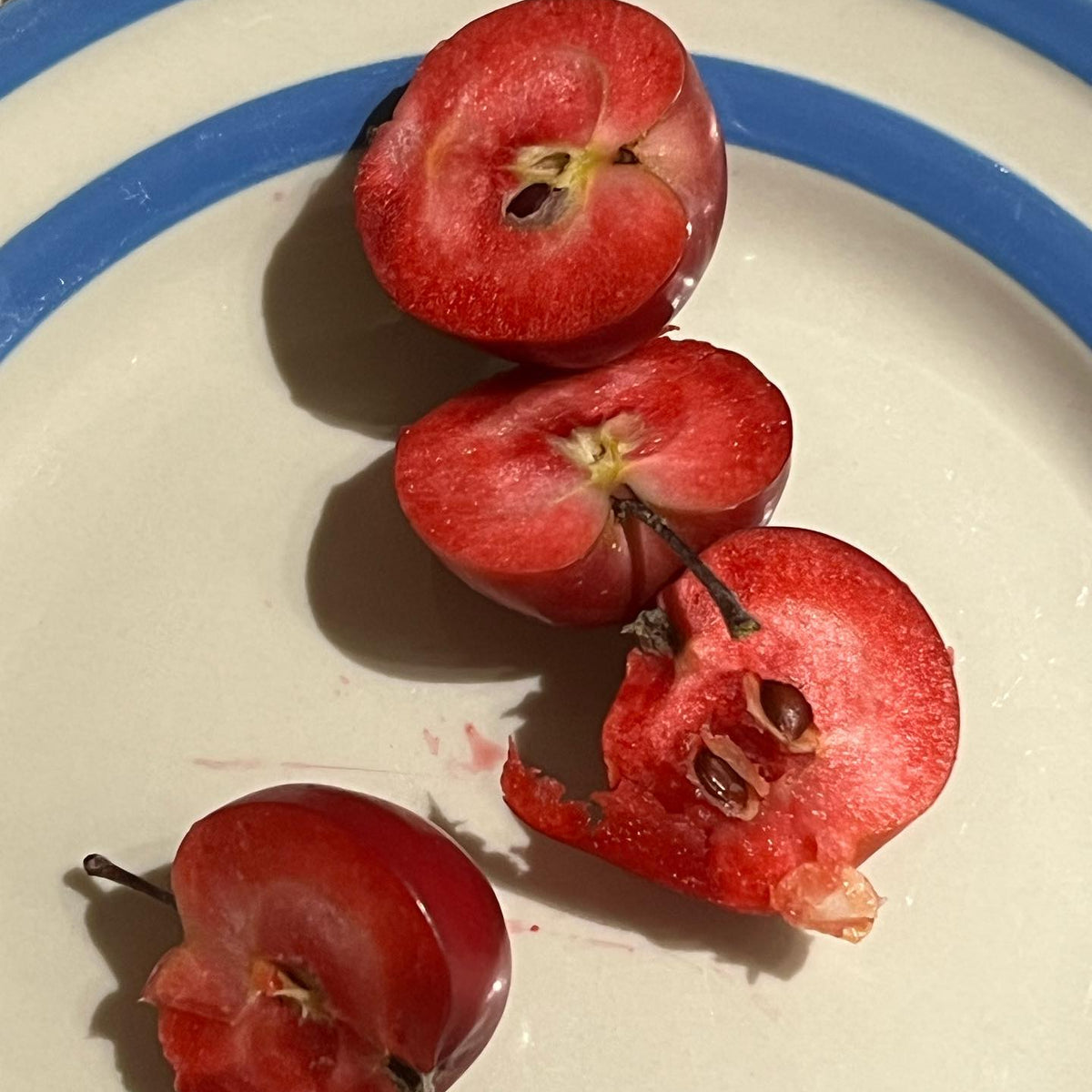 Otterson Crabapple (Spring 2027)