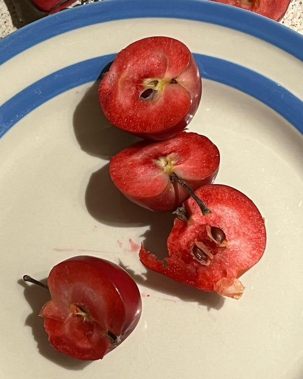 Otterson Crabapple (Spring 2027)