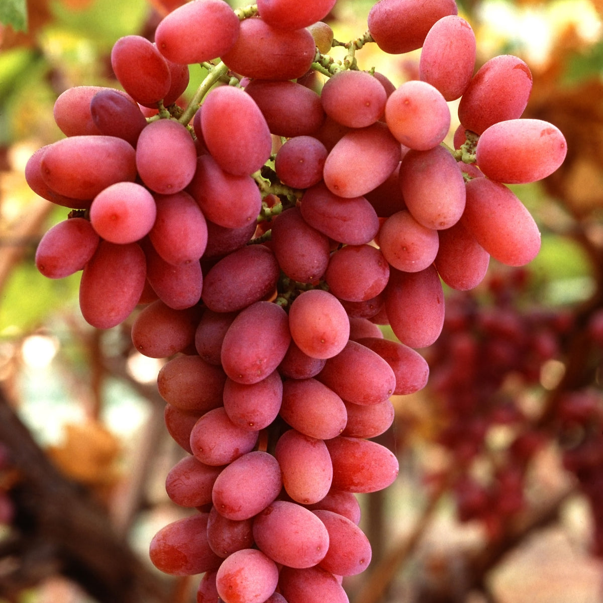Swenson Red Grape (Bundle of 2) | Spring 2027