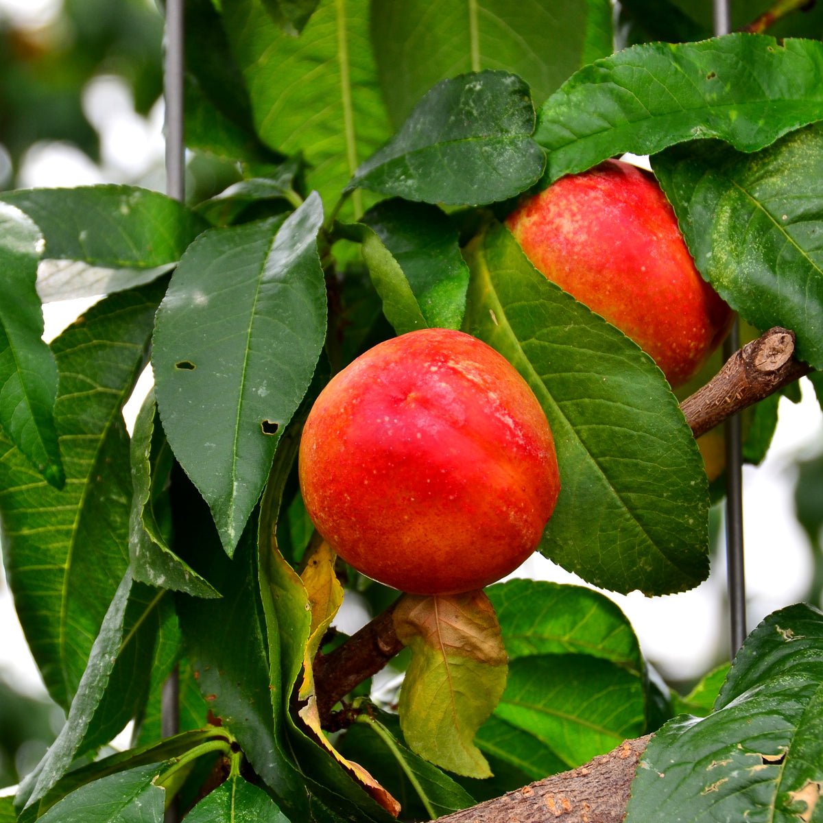 Red Gold Nectarine (Spring 2027)