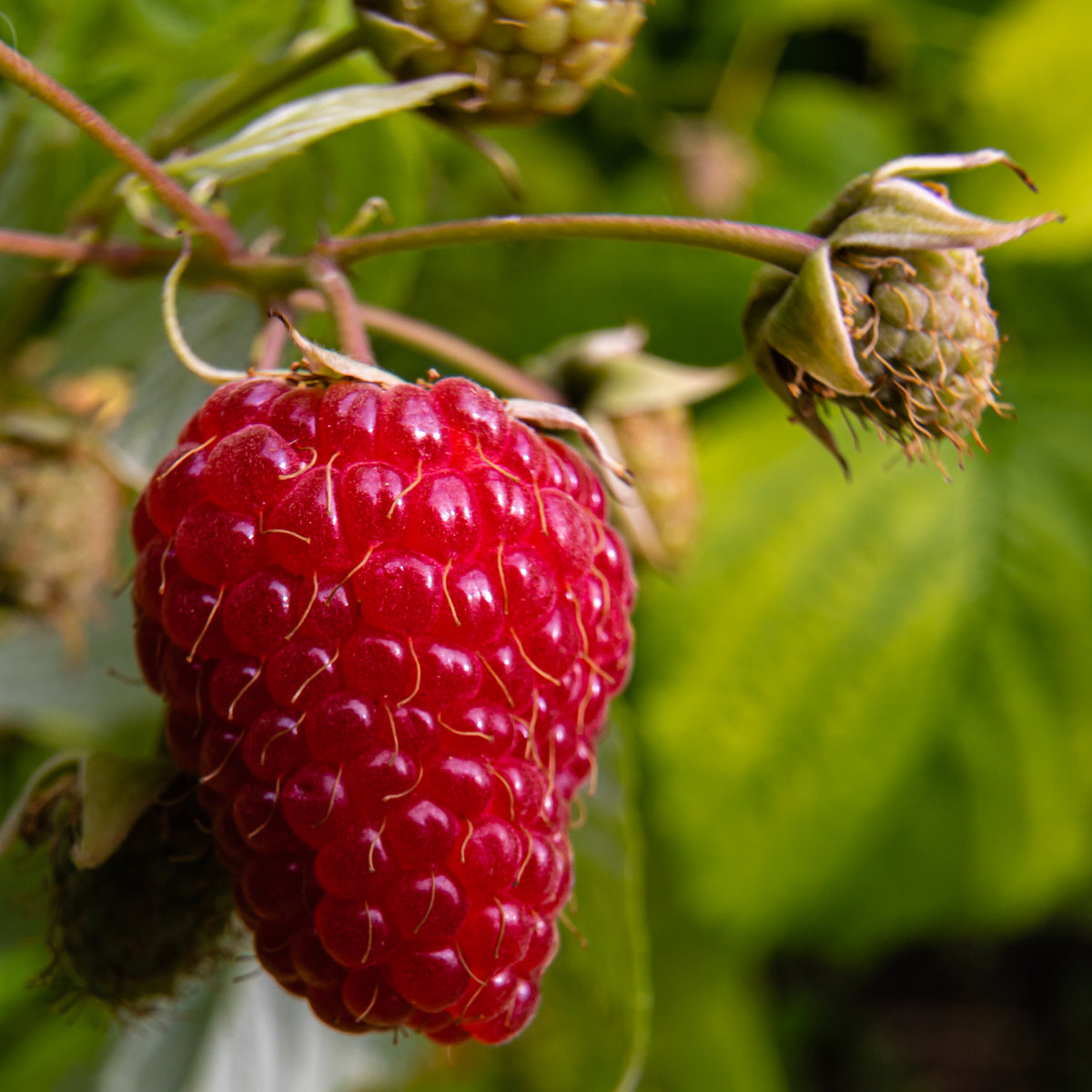 Boyne Raspberry (Bundle of 5) | Spring 2027