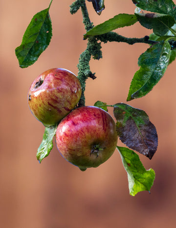Representative photo of red-striped apples over pale yellow on the branch, not Starkey itself