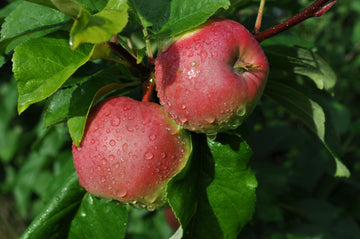 Representative photo of red-striped apples on a light green ground hanging on the tree, not September Ruby itself