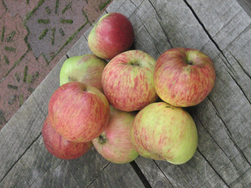 Representative photo of red-striped yellow-green apples, not Spokane Beauty itself