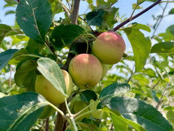Rescue applecrabs ripening on the branch
