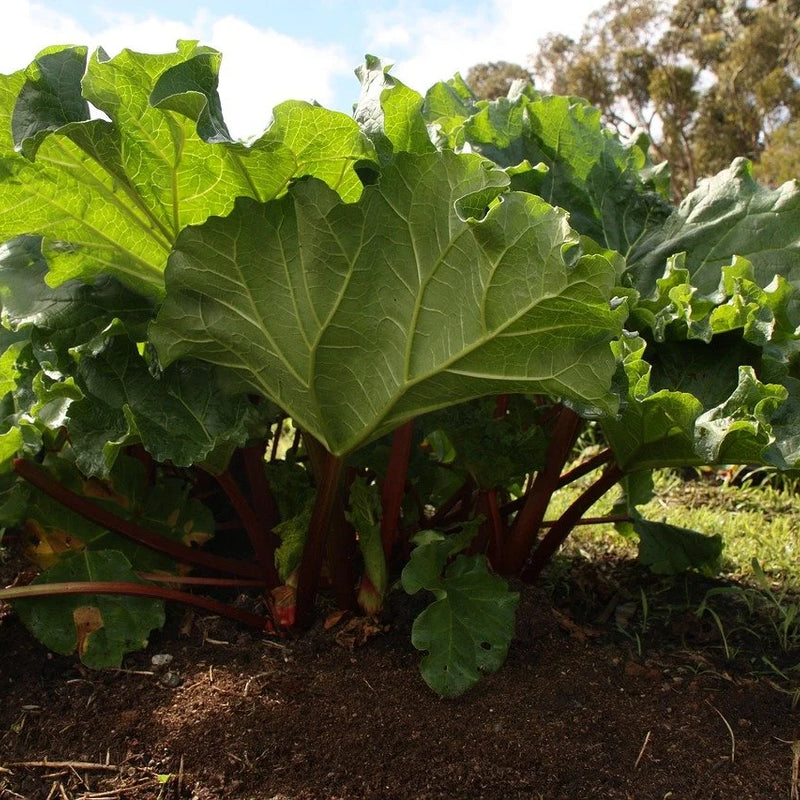 Rhubarb (Bundle of 2)