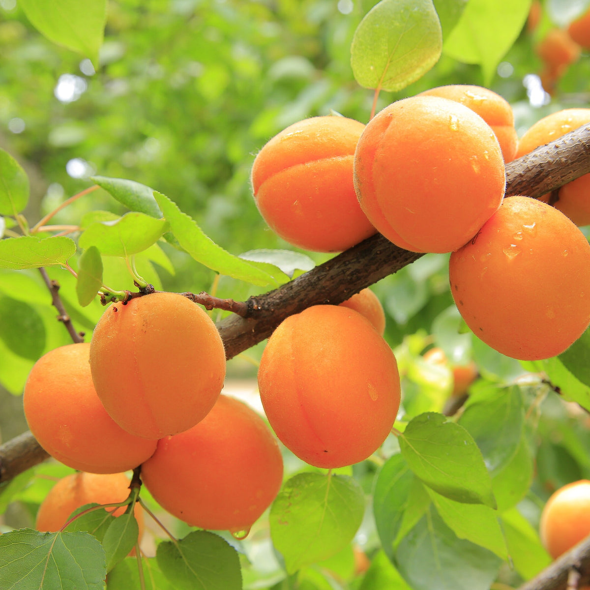 Tomcot Apricot (Spring 2027)
