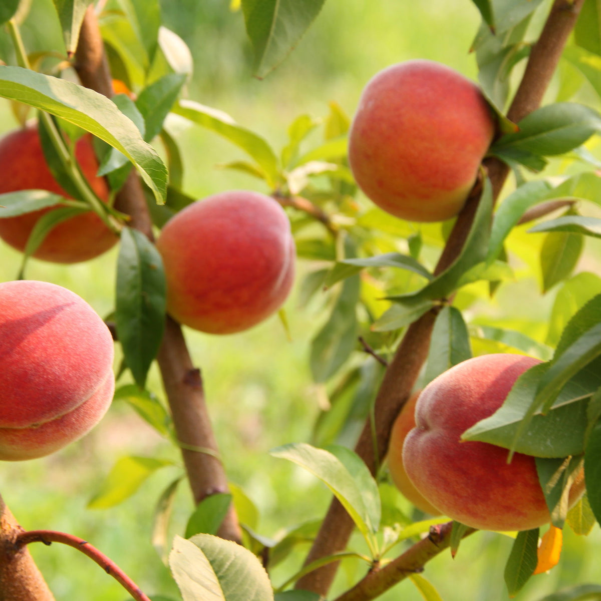 Glohaven Peach (Spring 2027)