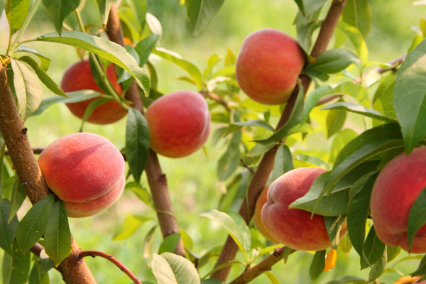 Glohaven Peach (Spring 2027)