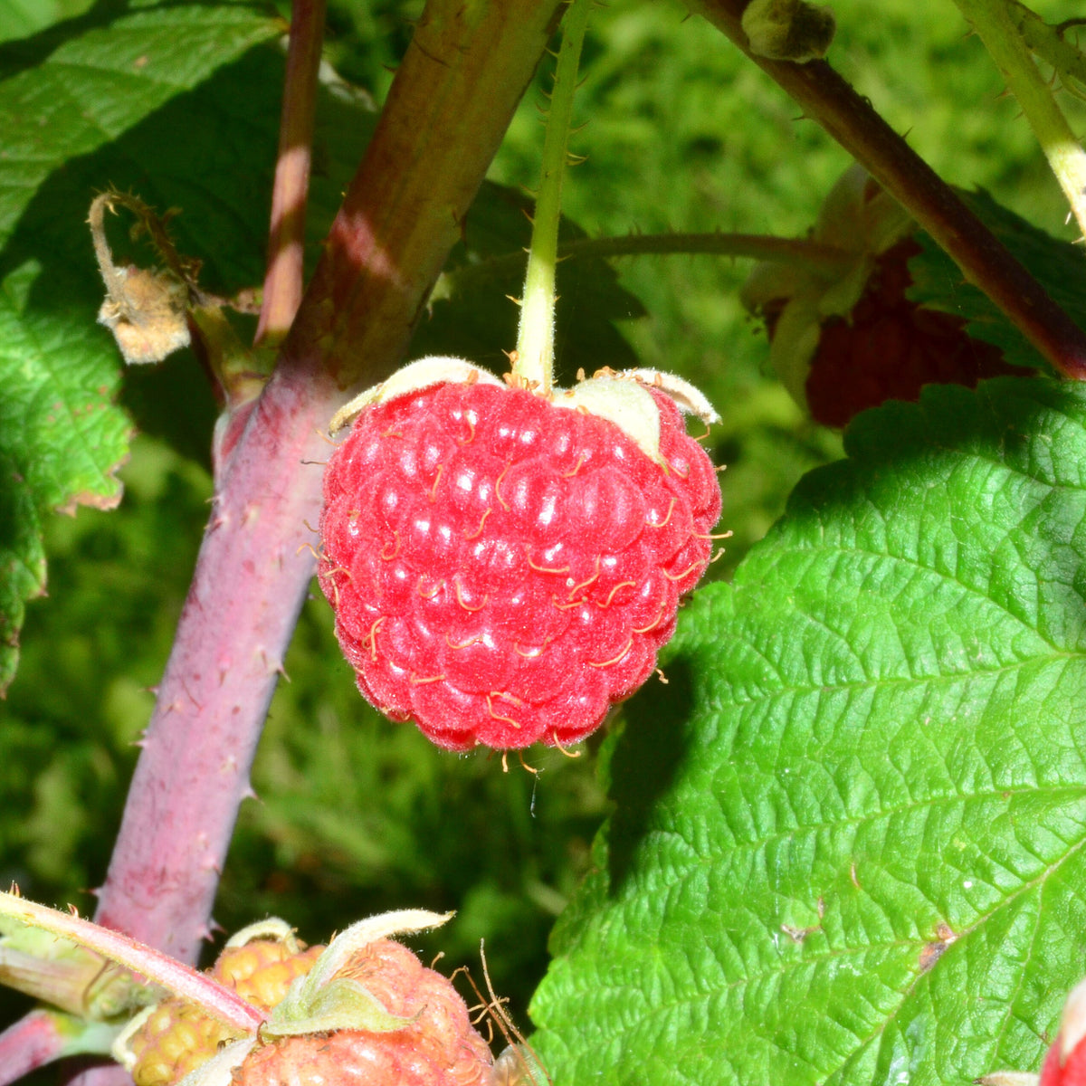 Nova Raspberry (Bundle of 5) | Spring 2027