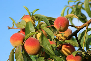 Risingstar peaches ripening on the branch