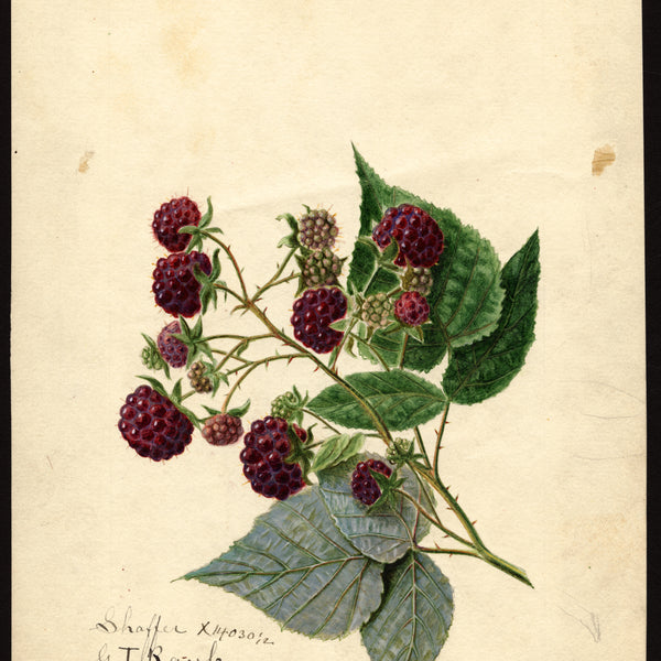 Historic USDA watercolor of purple raspberries, representative of Royalty