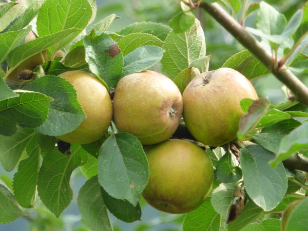 St. Edmund's Pippin Apple (Spring 2027)