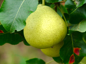 A Savignac pear ripening on the branch