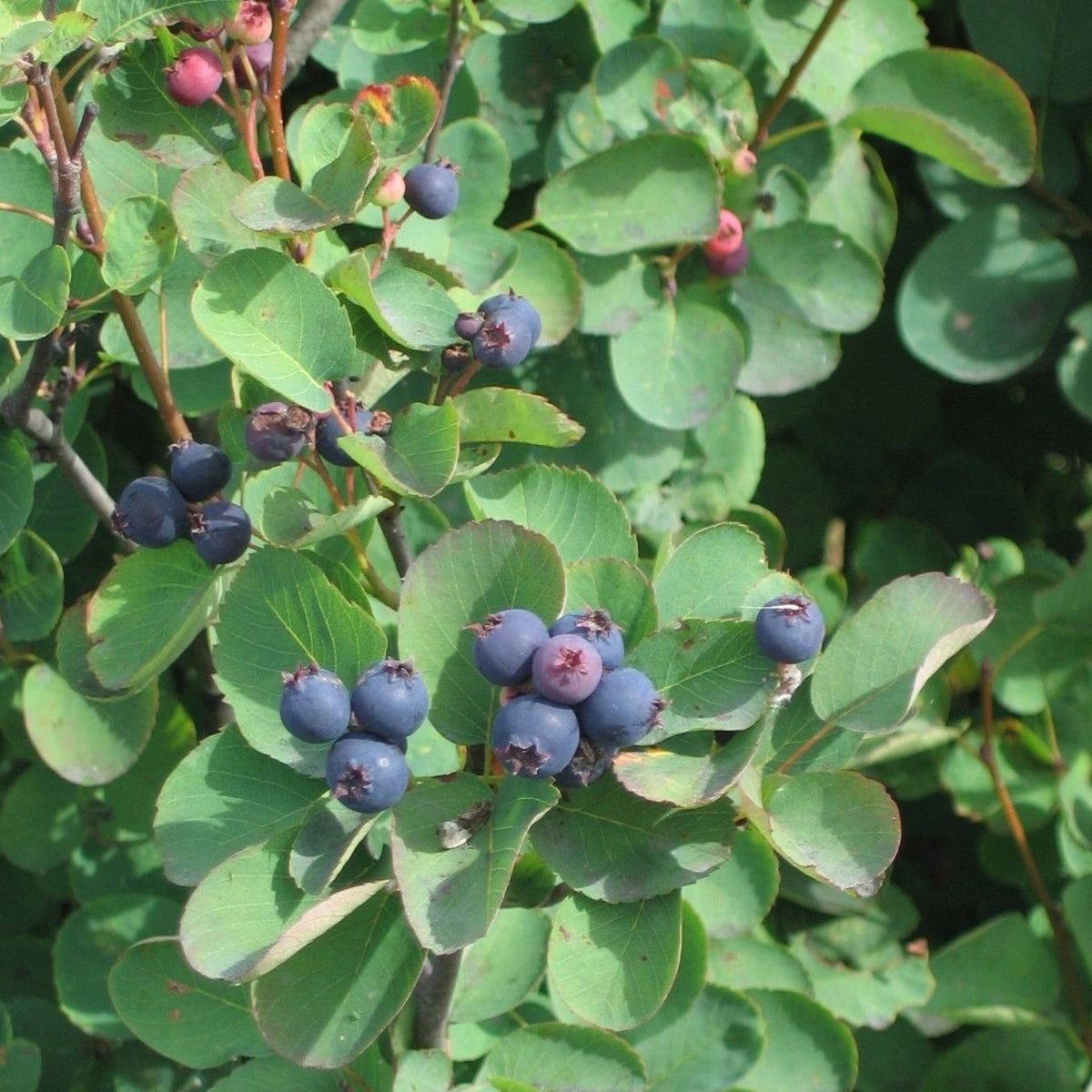 Serviceberry Shrubs
