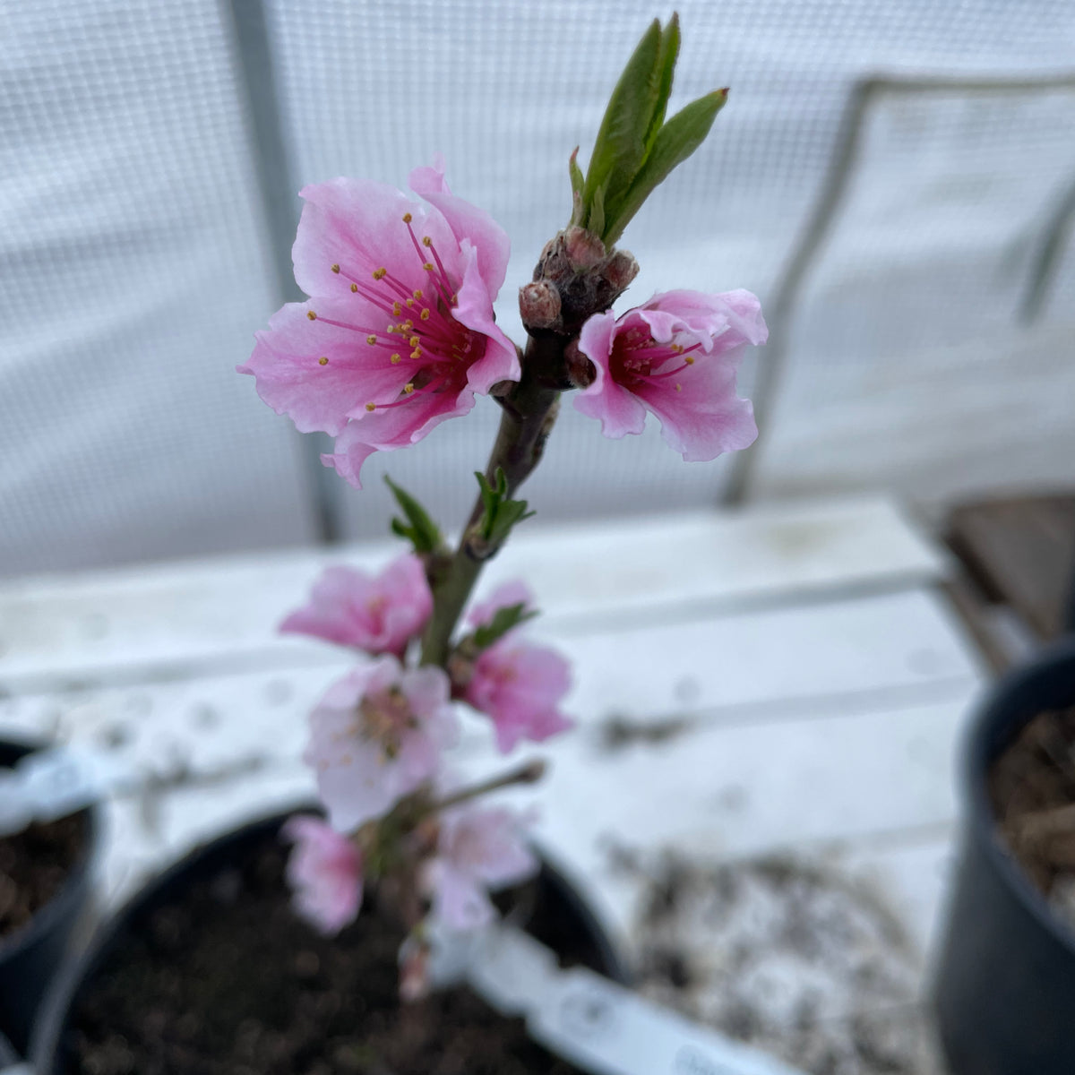 Peach Tree