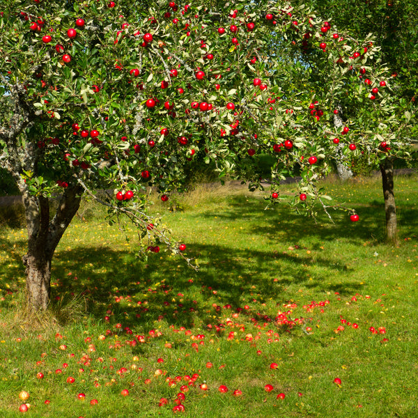 Representative photo of an apple tree loaded with fruit, not Six Finger Jack itself