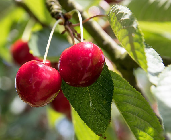Skeena Sweet Cherry