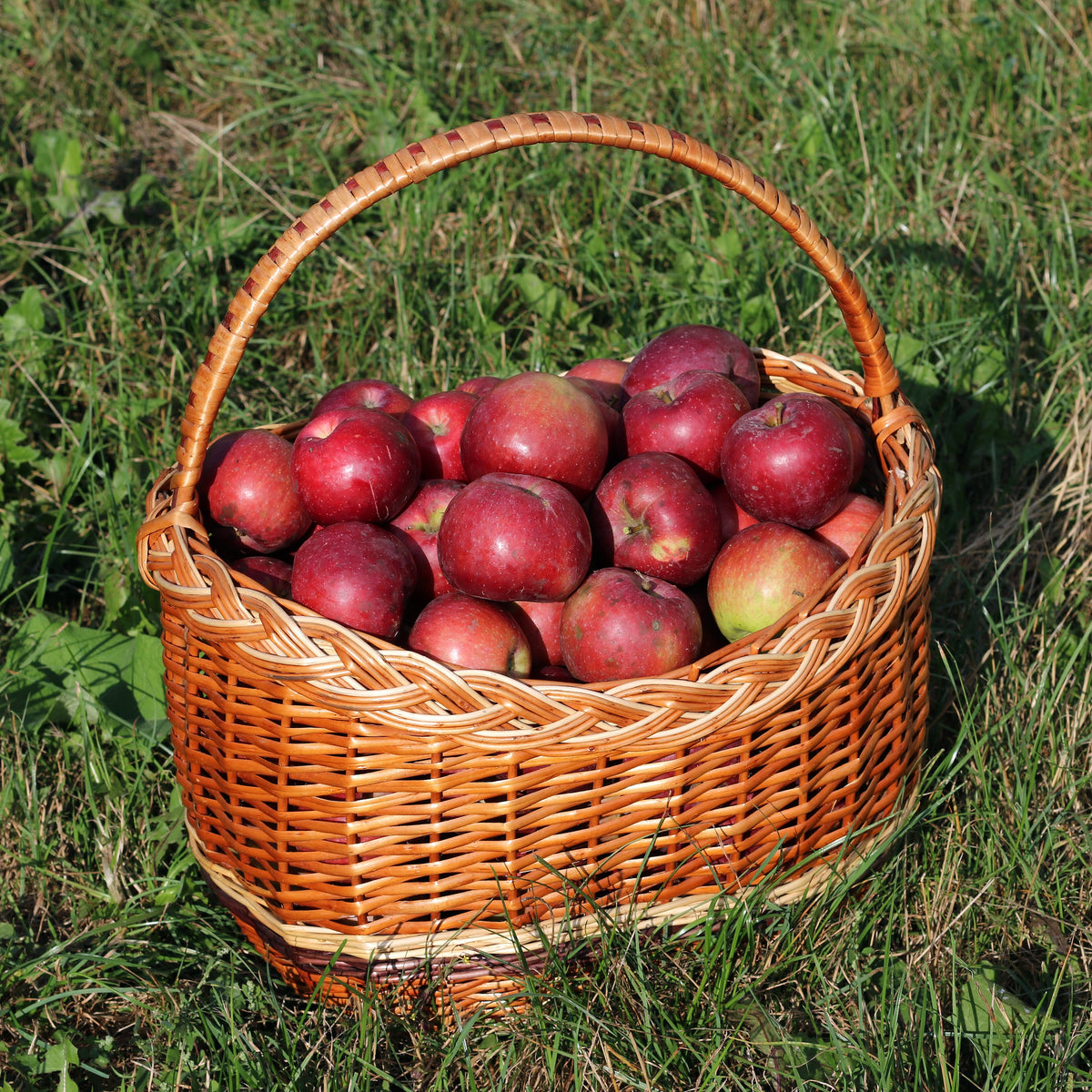 Spartan Apple (Spring 2027)