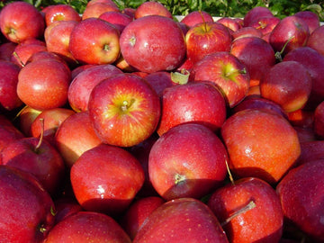 A crate of freshly picked Spencer apples