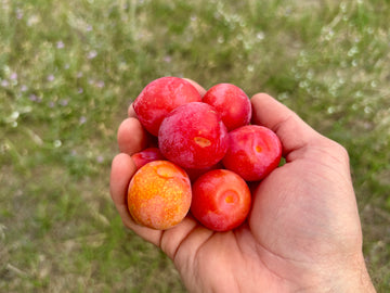 A handful of freshly picked Superior plums