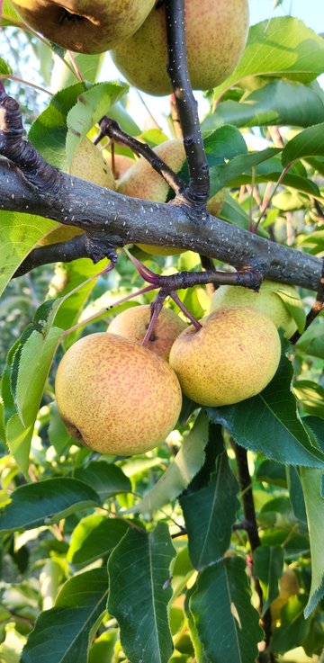 Taylor apple pears ripening on the branch