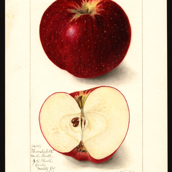 USDA pomological watercolor of the Thunderbolt apple