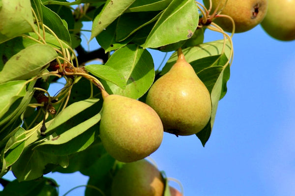 Ure Pear