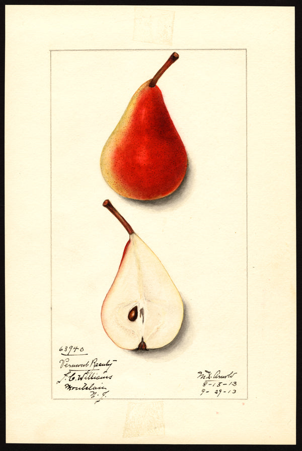 Vermont Beauty Pear