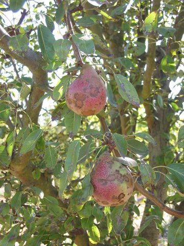 Red-blushed Vermont Beauty pears on the tree