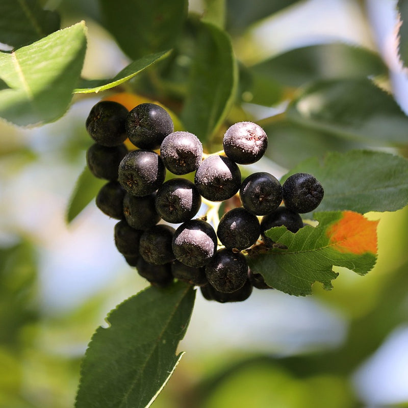 Viking Aronia (Bundle of 2)