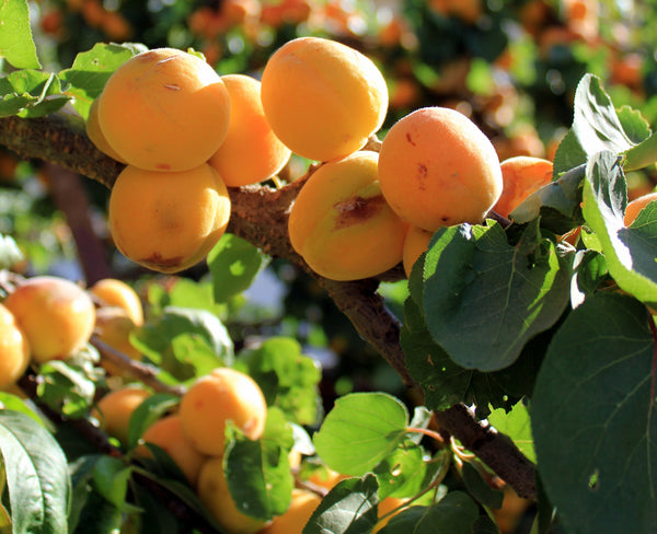 Wayne Apricot (Spring 2027)