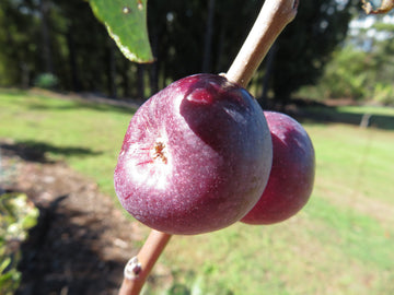 Dark purple-red William's Pride apples on the branch