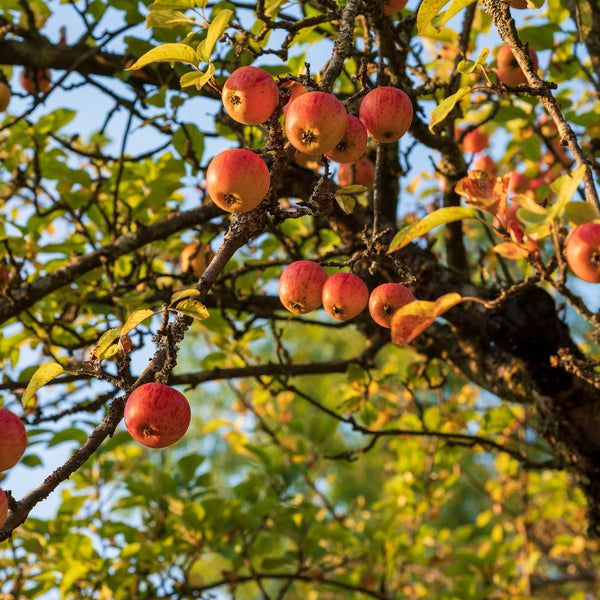 Representative photo of ripe apples on an old orchard tree, not Wise Monkey itself