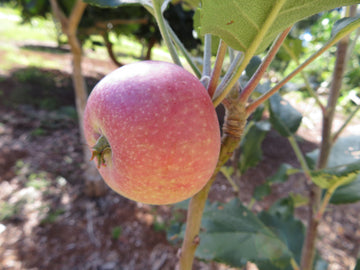A red-striped Yates apple ripening on the branch