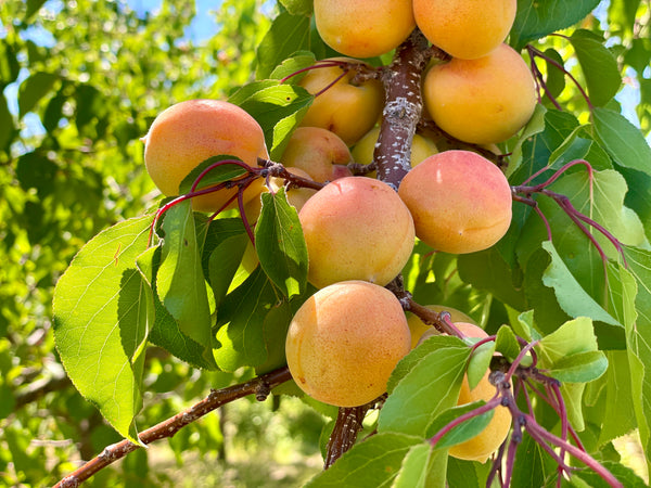 Zard Apricot Seedling (Bundle of 2)