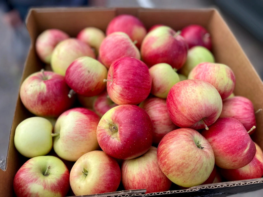 A box of freshly picked Wealthy apples