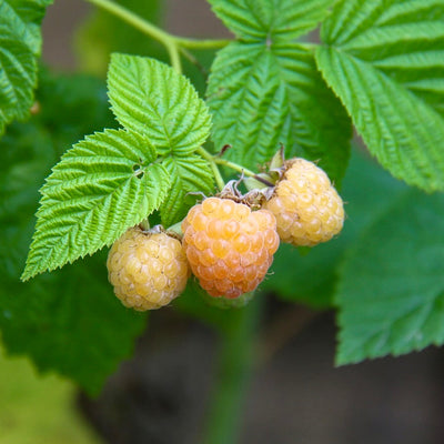 Yellow Raspberries
