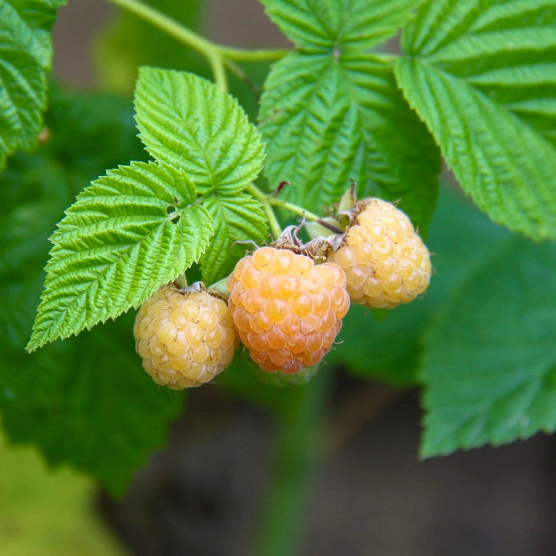 Yellow Raspberries