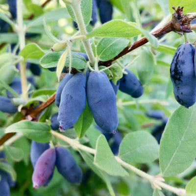 Honeyberry Shrubs