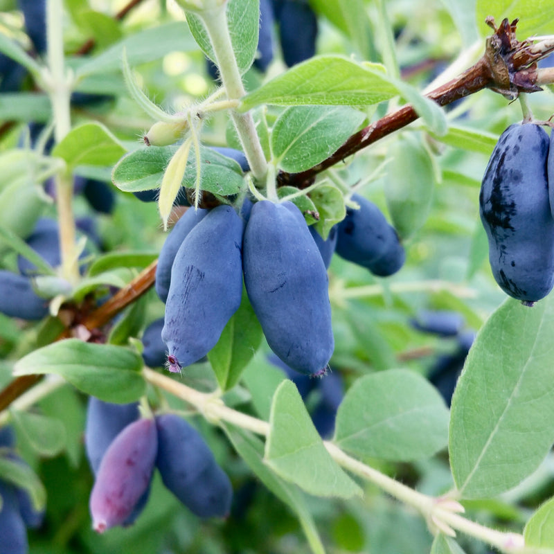 Honeyberry Shrub