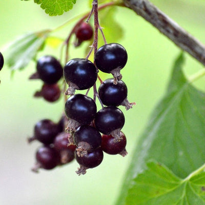 Native Shrubs