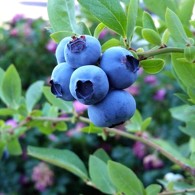 Blueberry Shrubs