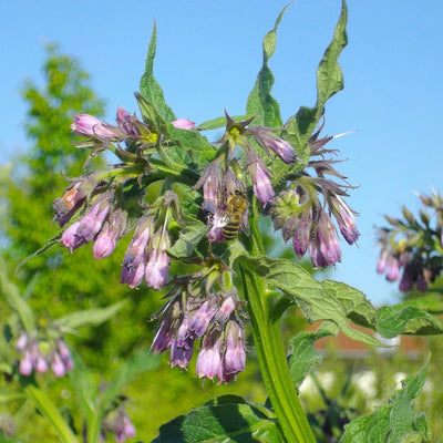 Comfrey