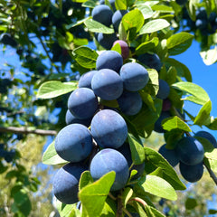Plum Trees