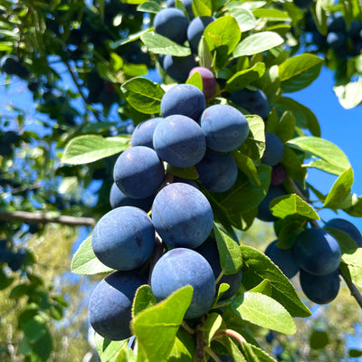 Plum Trees