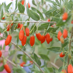 Goji Berries